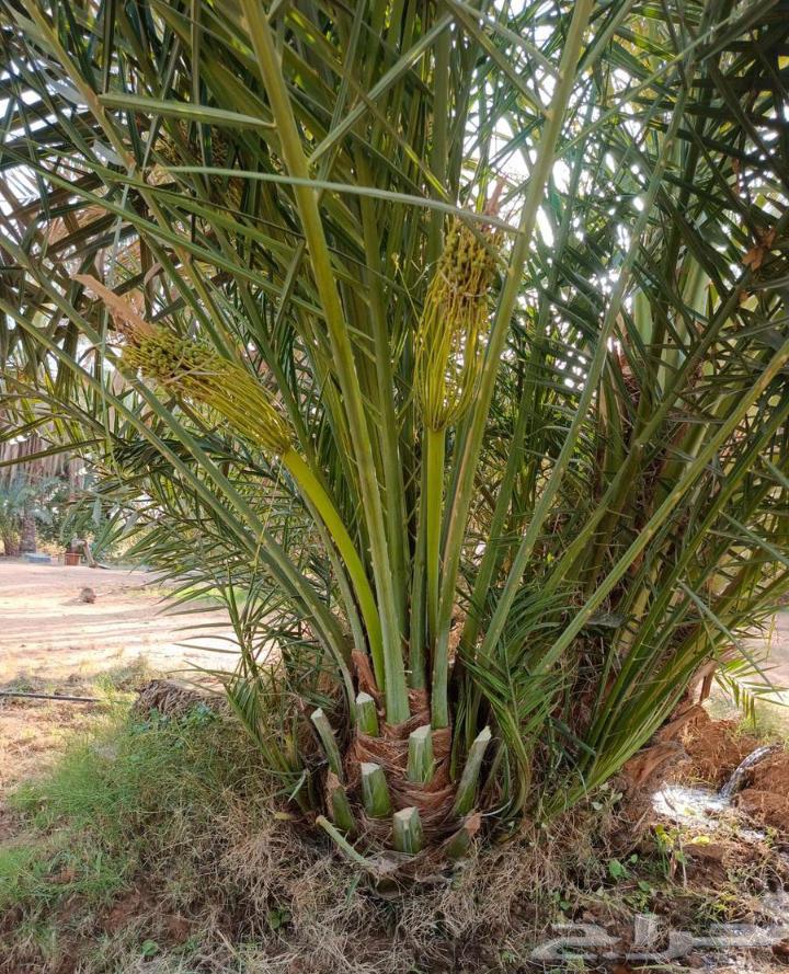 Fruit-bearing palm trees for sale, Nakheel Jathayth, Khalas, Sogai, Majdool, Hilali, Barhi, Sallaj, Roothana, Shahal64389764365442111