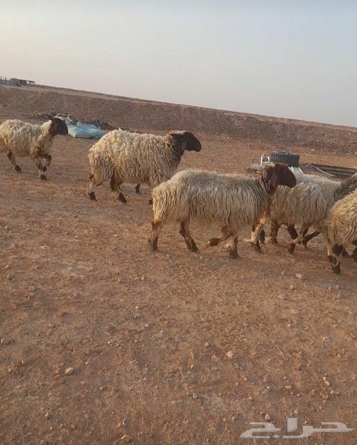 غنم نعيم فاخره64383455460226111