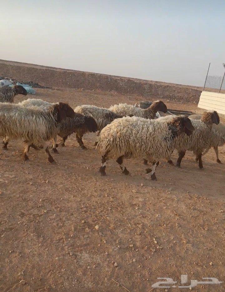 غنم نعيم فاخره64383455460226112