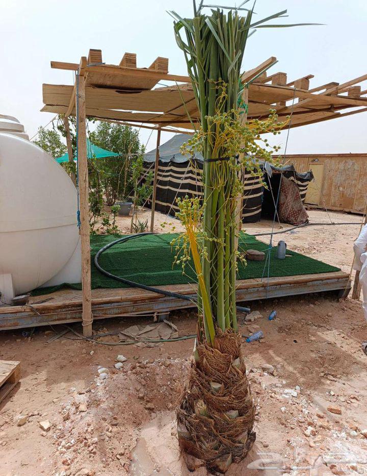 Fruit-bearing palm trees for sale, Nakheel Jathayth, Khalas, Sogai, Majdool, Hilali, Barhi, Sallaj, Roothana, Shahal64389764365442110