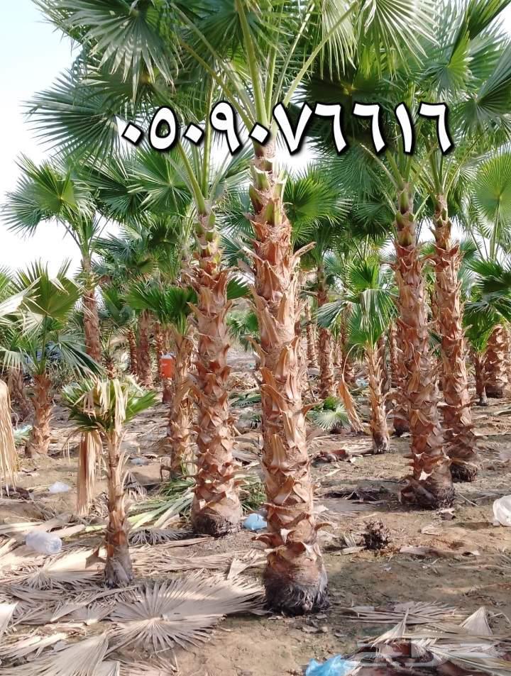 نخل الخميس64380276525825114