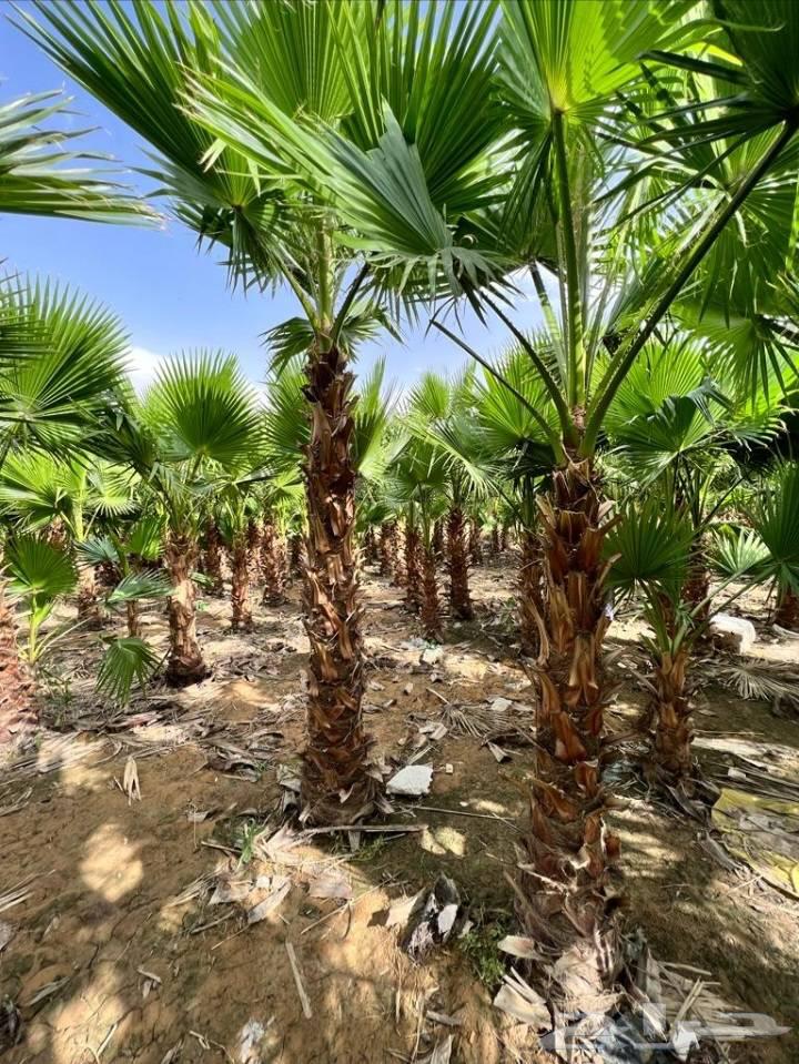 نخل الخميس64380276525825110