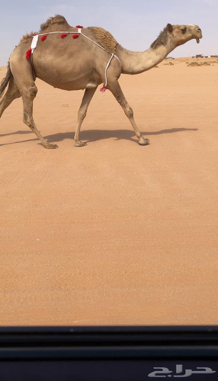 For sale, excellent camel with elevator64383664119939111