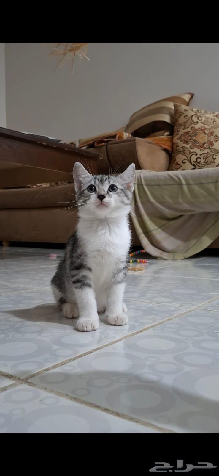 كتن للبيع بي مبلغ رمزي64377622996482111