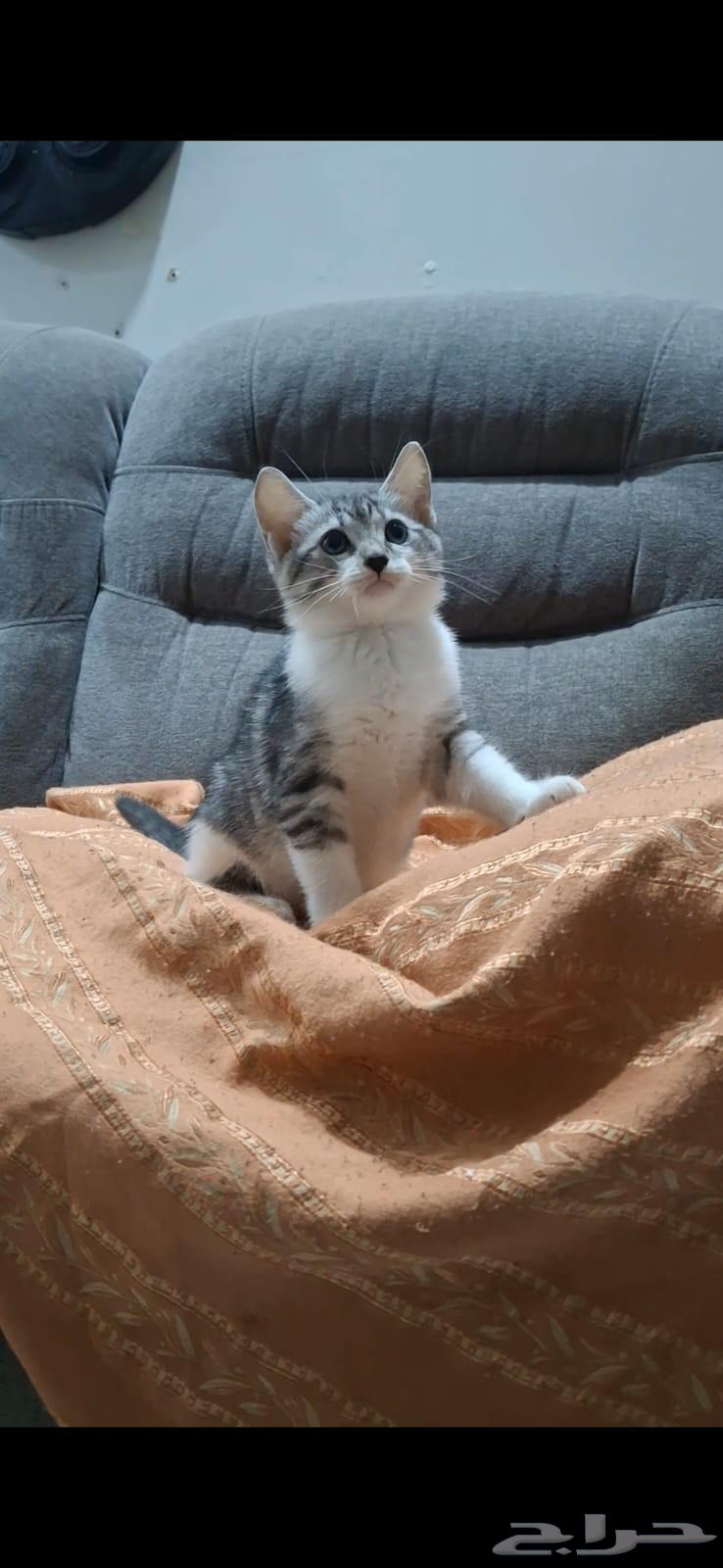 كتن للبيع بي مبلغ رمزي64377622996482110