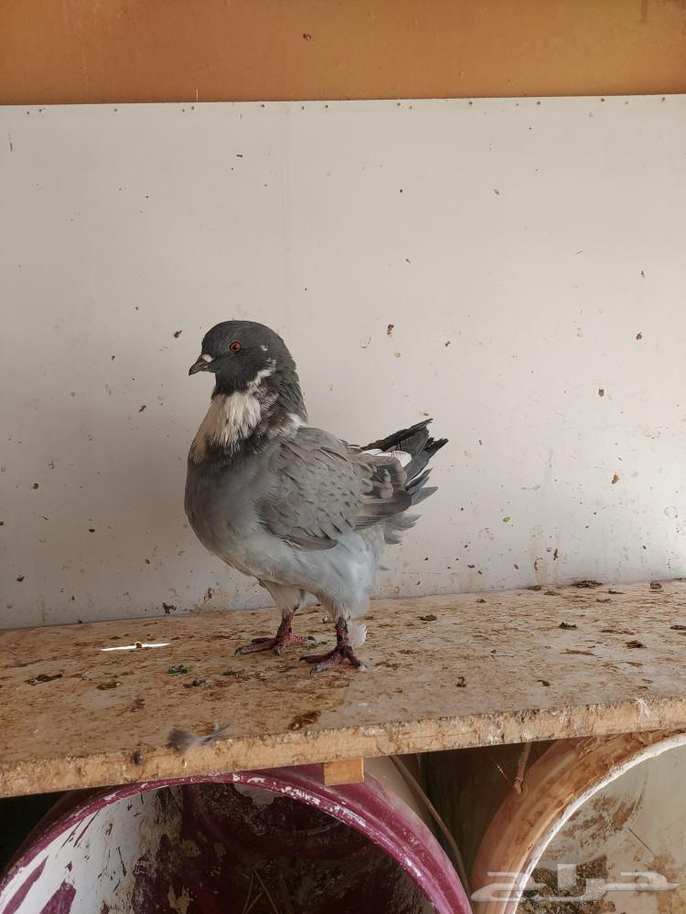 Couple and family hammam with large sizes and production
The couple from 150 SAR final..64381013147139110