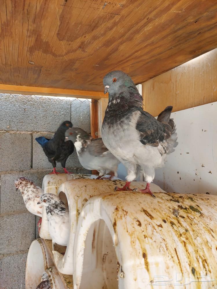 Couple and family hammam with large sizes and production
The couple from 150 SAR final..64381013147139113