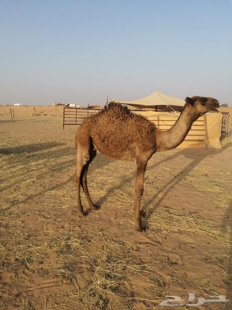 Sugarcane Edge64386933639811110