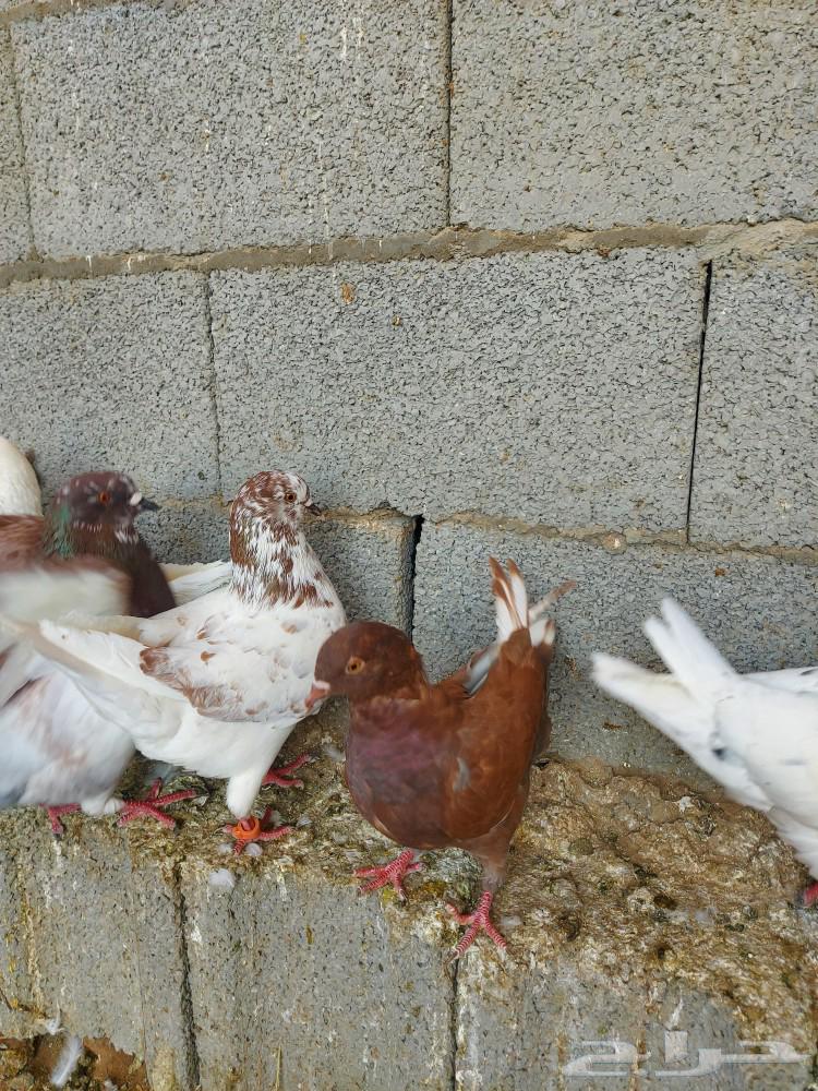 Couple and family hammam with large sizes and production
The couple from 150 SAR final..64381013147139111