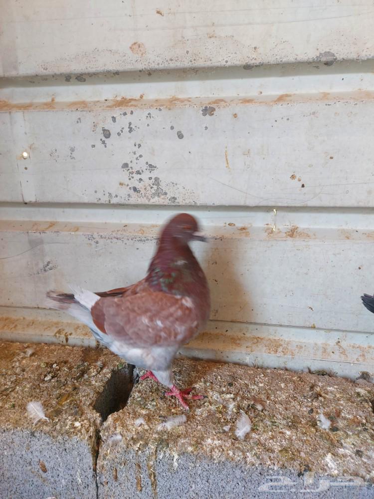 Couple and family hammam with large sizes and production
The couple from 150 SAR final..64381013147139114