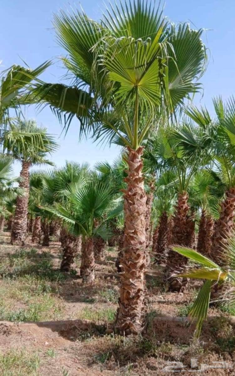 Fruit-bearing date palms for sale: Khalas, Barhi, Hilali, Sukkari, Sagie, Washingtonian date palms, ornamental64382473732739113