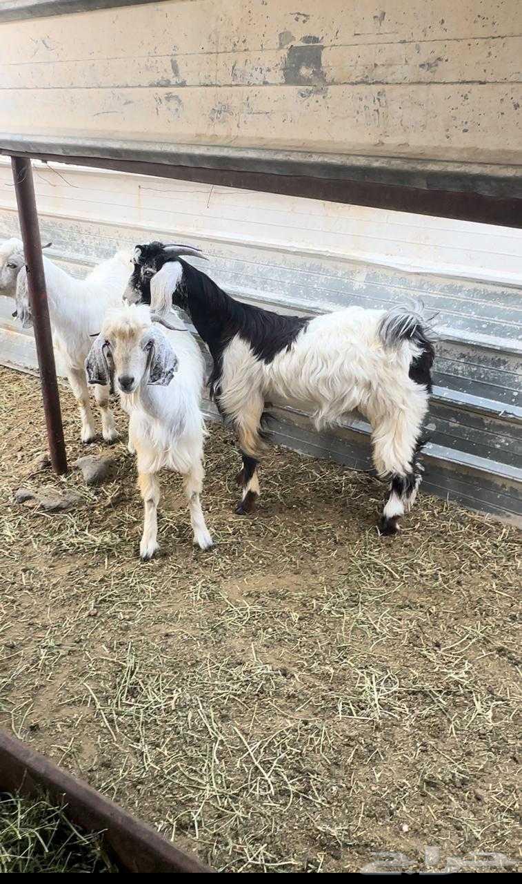 تيوس ثلاثه للبيع سليمه ونظيفه64380107374594113