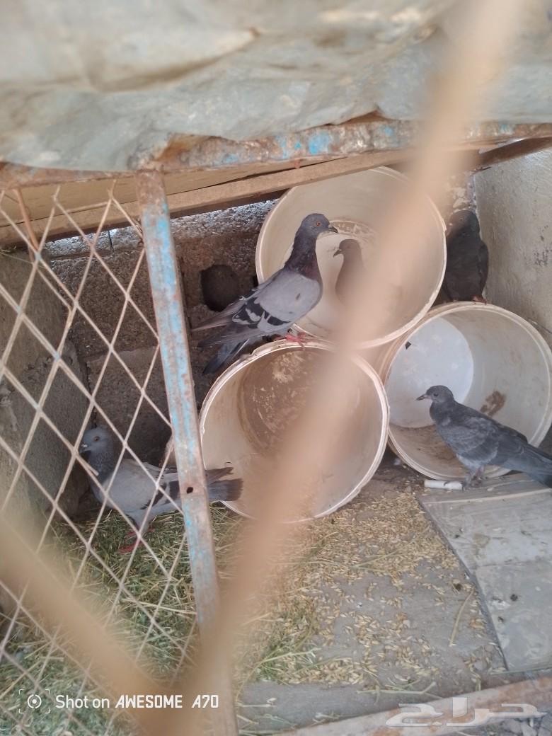 حمام للبيع64388482220033112