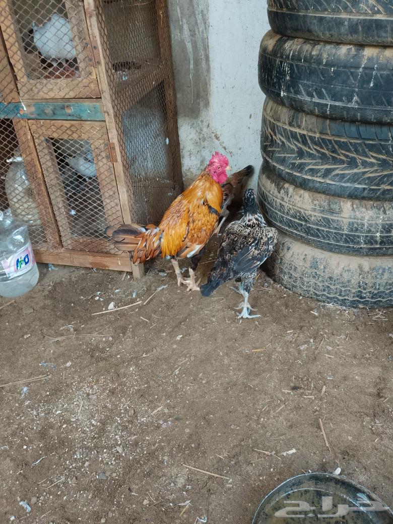 للبيع دجاج طقم بلدي ألوان مشجر وا دجاج فارسي وا دجاج مهجن فم64380916242434112
