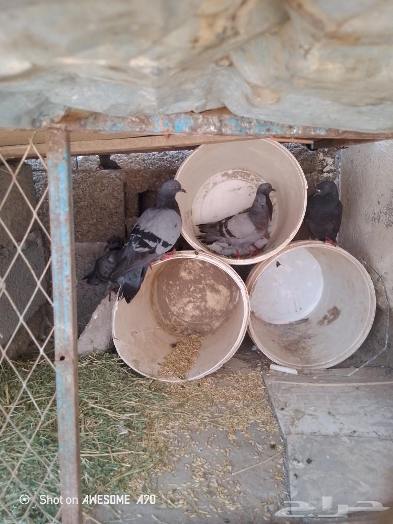 حمام للبيع64388482220033114