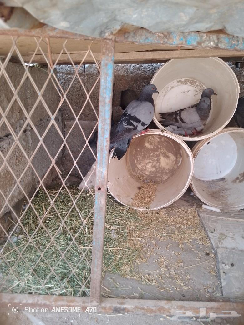 حمام للبيع64388482220033113