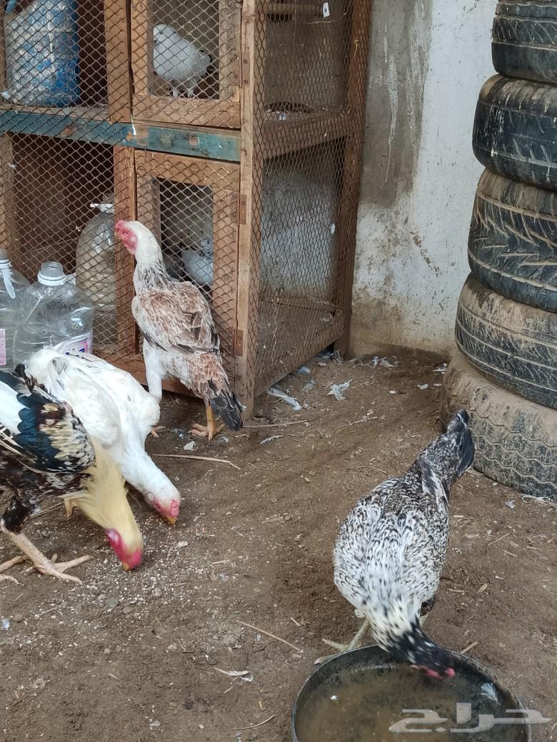 للبيع دجاج طقم بلدي ألوان مشجر وا دجاج فارسي وا دجاج مهجن فم64380916242434110