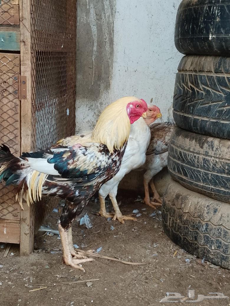 للبيع دجاج طقم بلدي ألوان مشجر وا دجاج فارسي وا دجاج مهجن فم64380916242434111