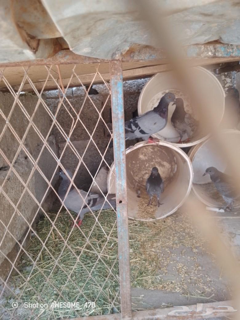 حمام للبيع64388482220033111