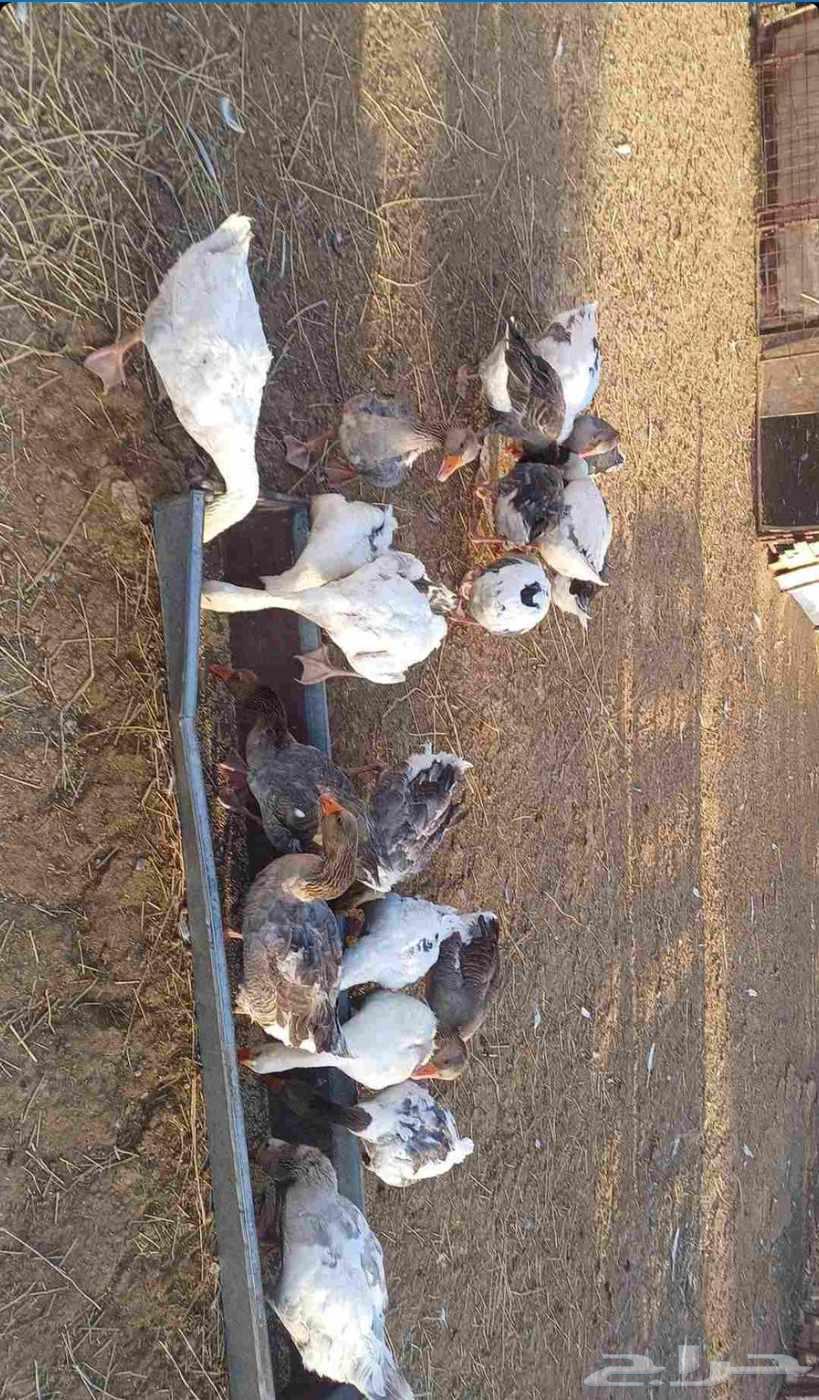 وز بلدي64382059304323111