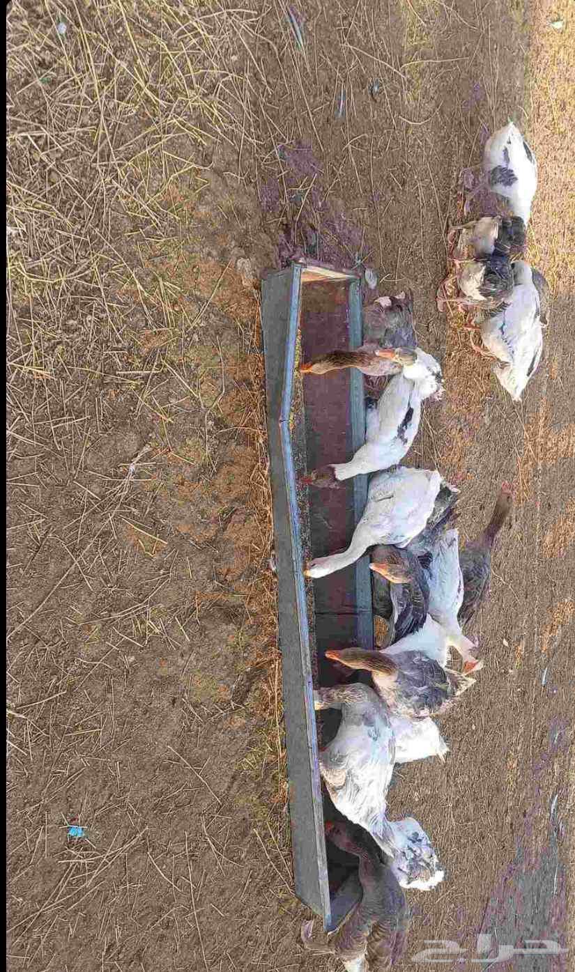 وز بلدي64382059304323112