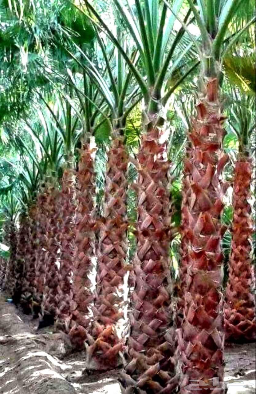 نخل واشنطني زينه للبيع واشنطنيا ملكي ابو مروحه يوجد نخل مثمر64387550706818112