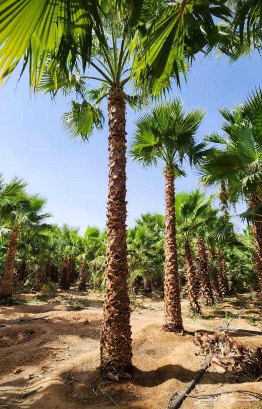 Fruit-bearing date palms for sale: Khalas, Barhi, Hilali, Sukkari, Sagie, Washingtonian date palms, ornamental64382473732739111