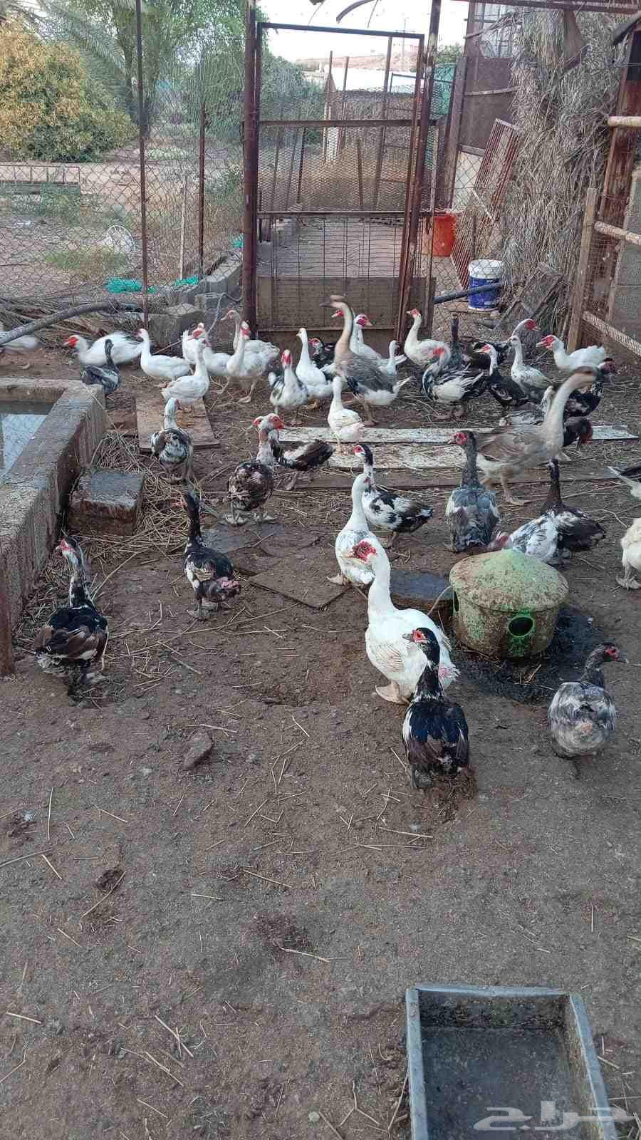 بط شهرمان مصري للبيع64387494907906111