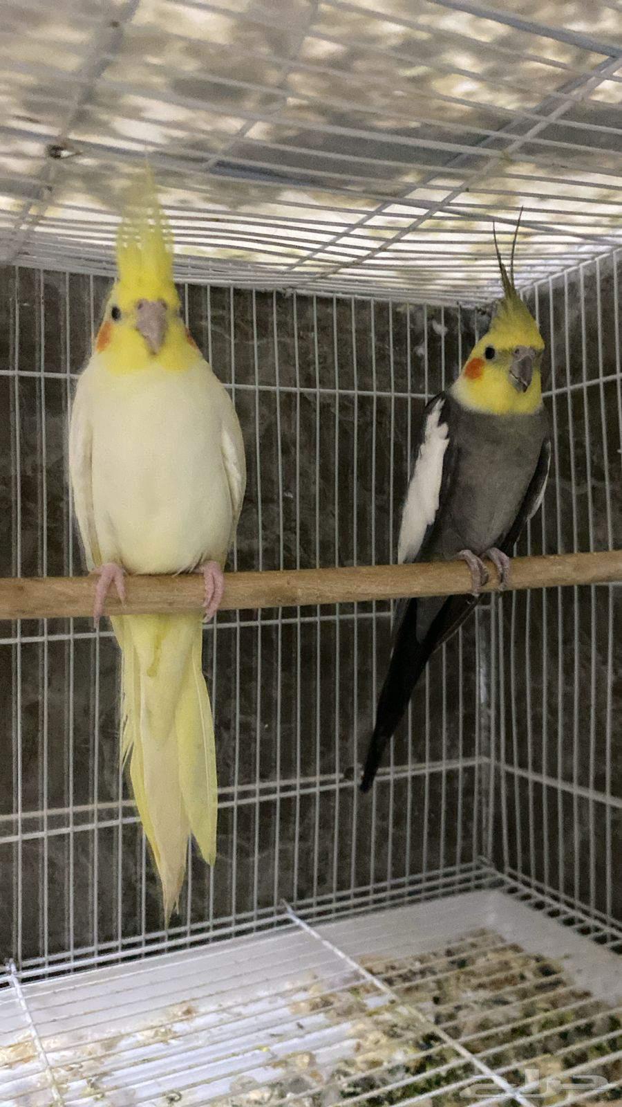 جوز كروان64387954216195110