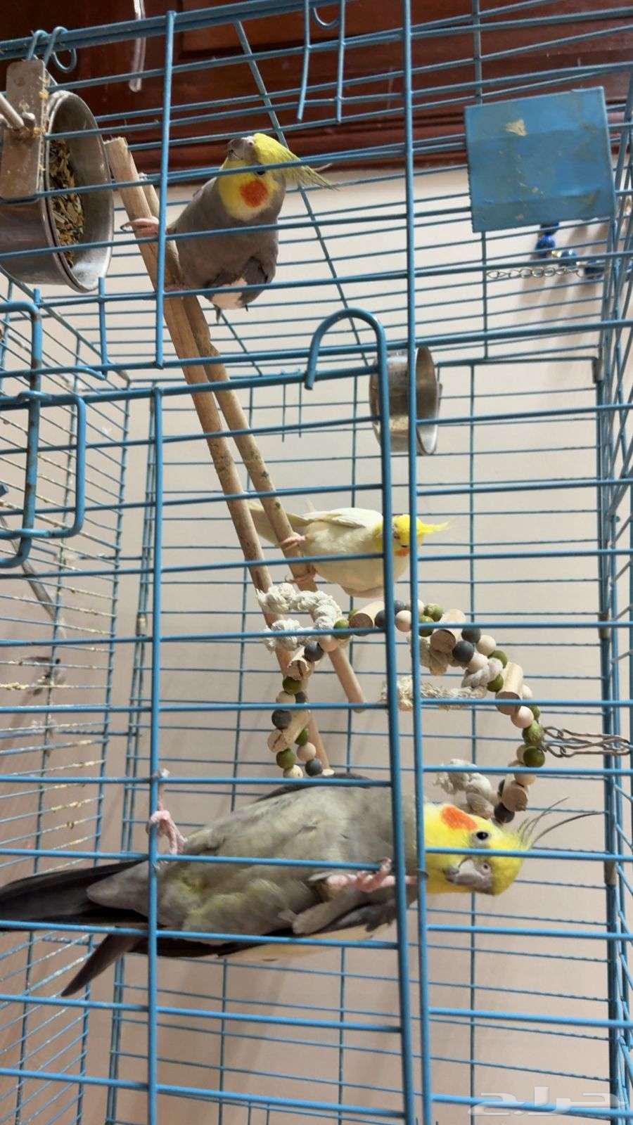 للبيع طيور أليفة جدا64385635167746111