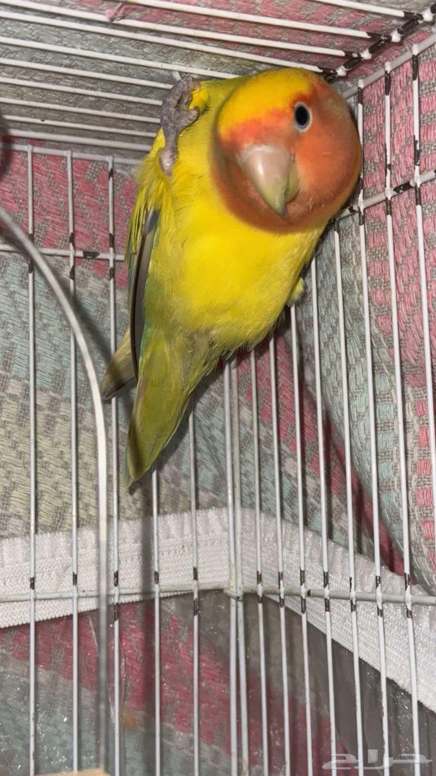 للبيع طيور أليفة جدا64385635167746110