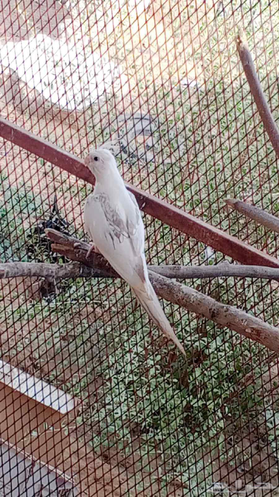 كروان للبيع64382376604674110