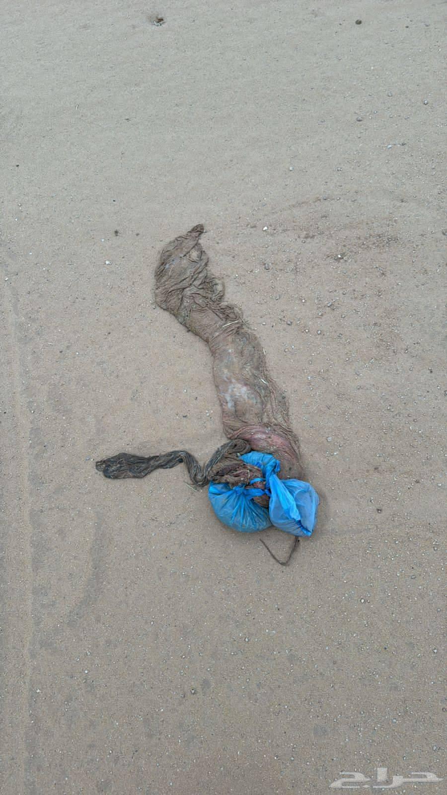 For sale, excellent camel with elevator64383664119939112