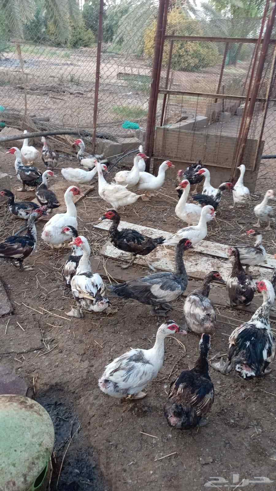 بط شهرمان مصري للبيع64387494907906110