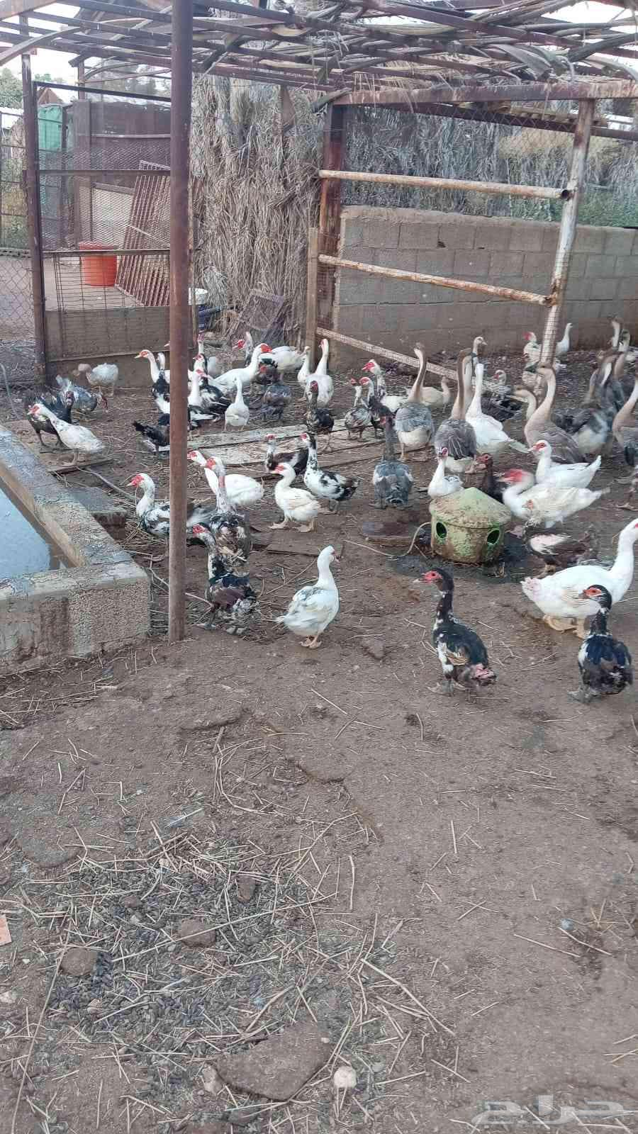 بط شهرمان مصري للبيع64387494907906112