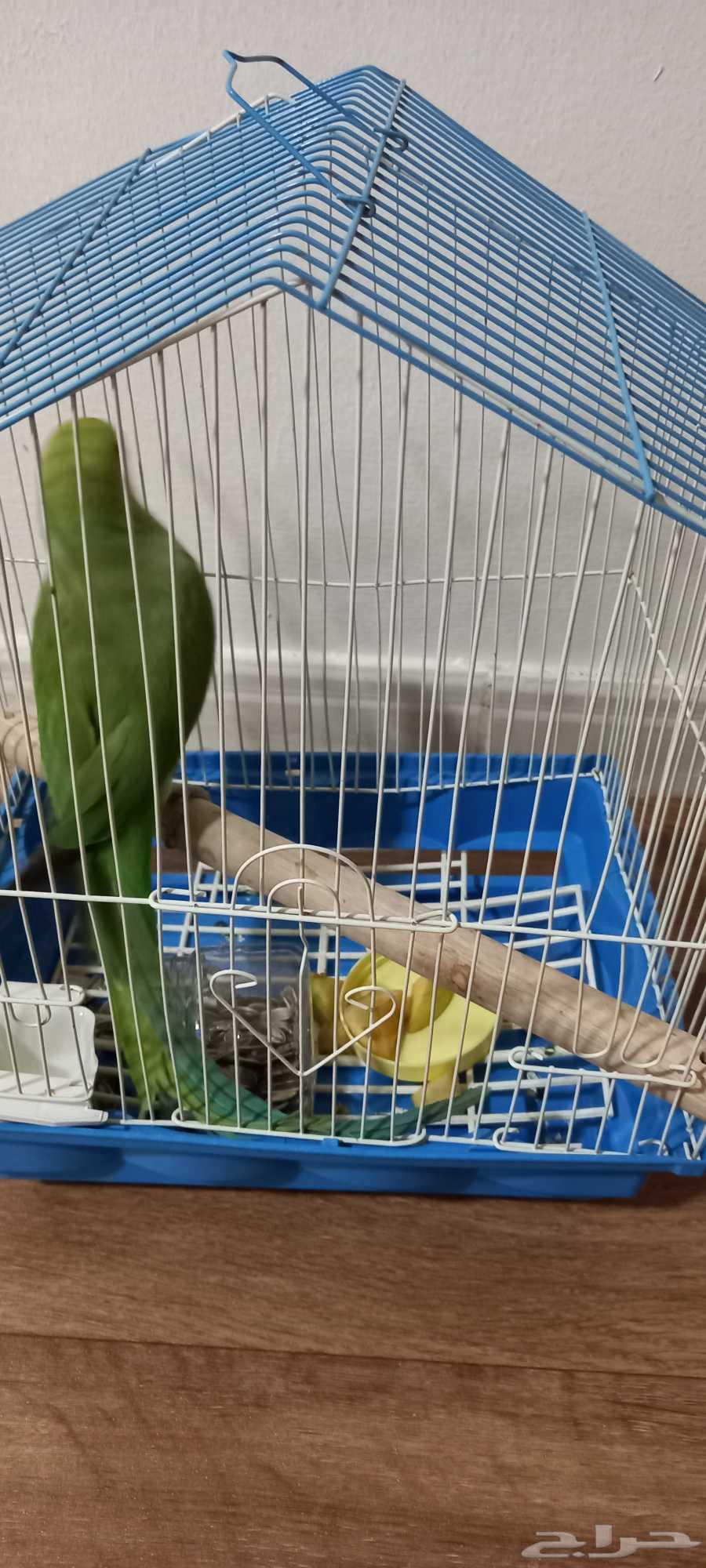 للبيع درة هندي64381356752643112