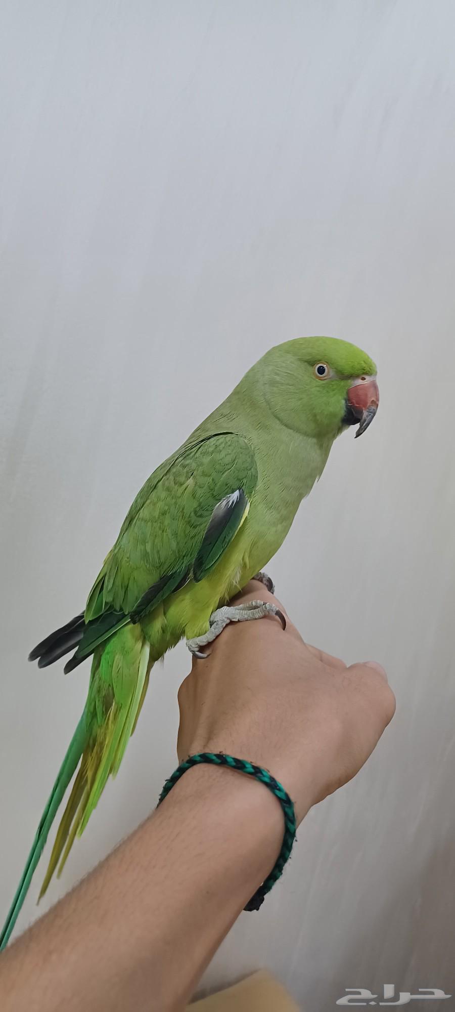 دره او بيبيه64388051632002110