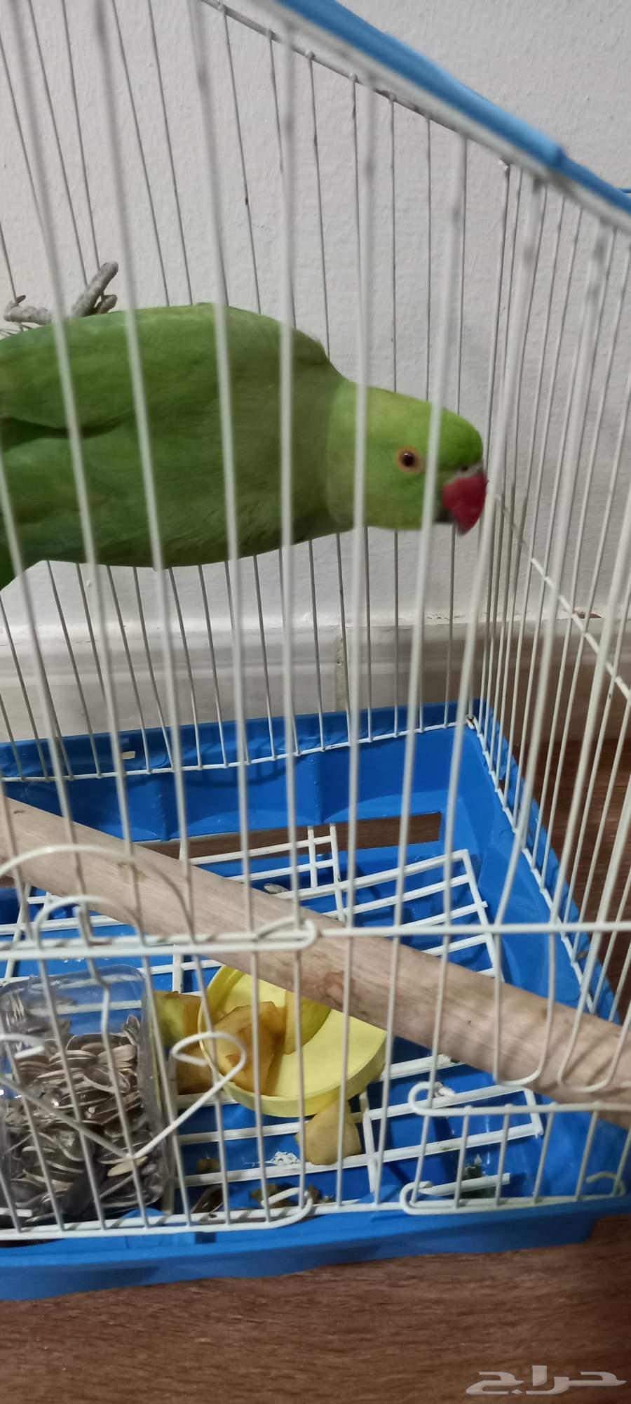 للبيع درة هندي64381356752643111