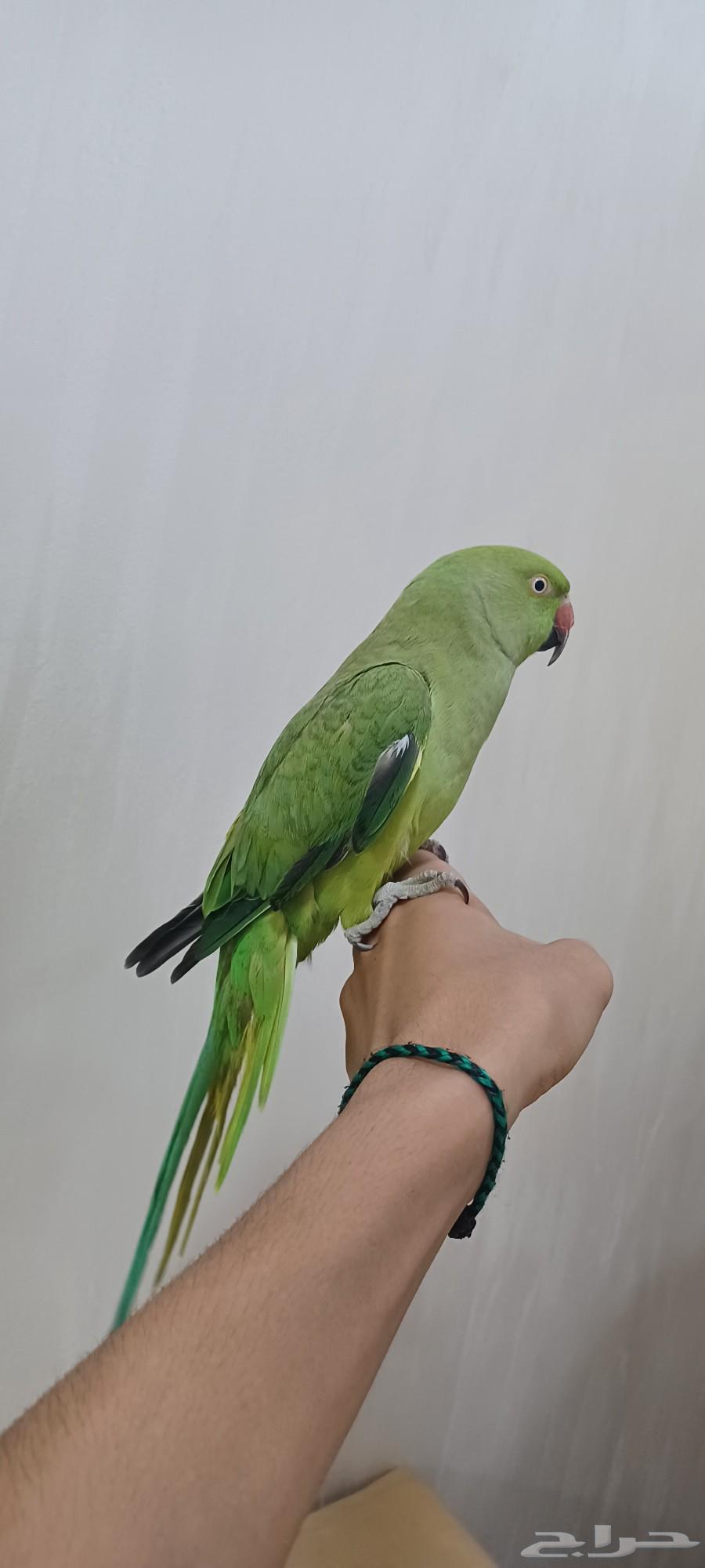 دره او بيبيه64388051632002111