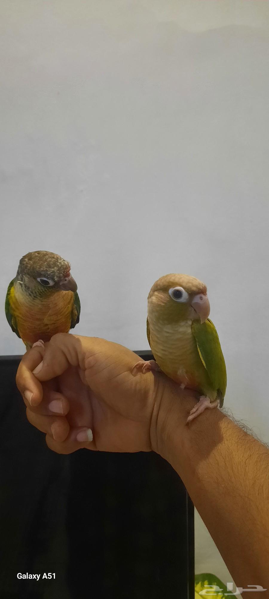 ببغاء كانيور64391756582786110