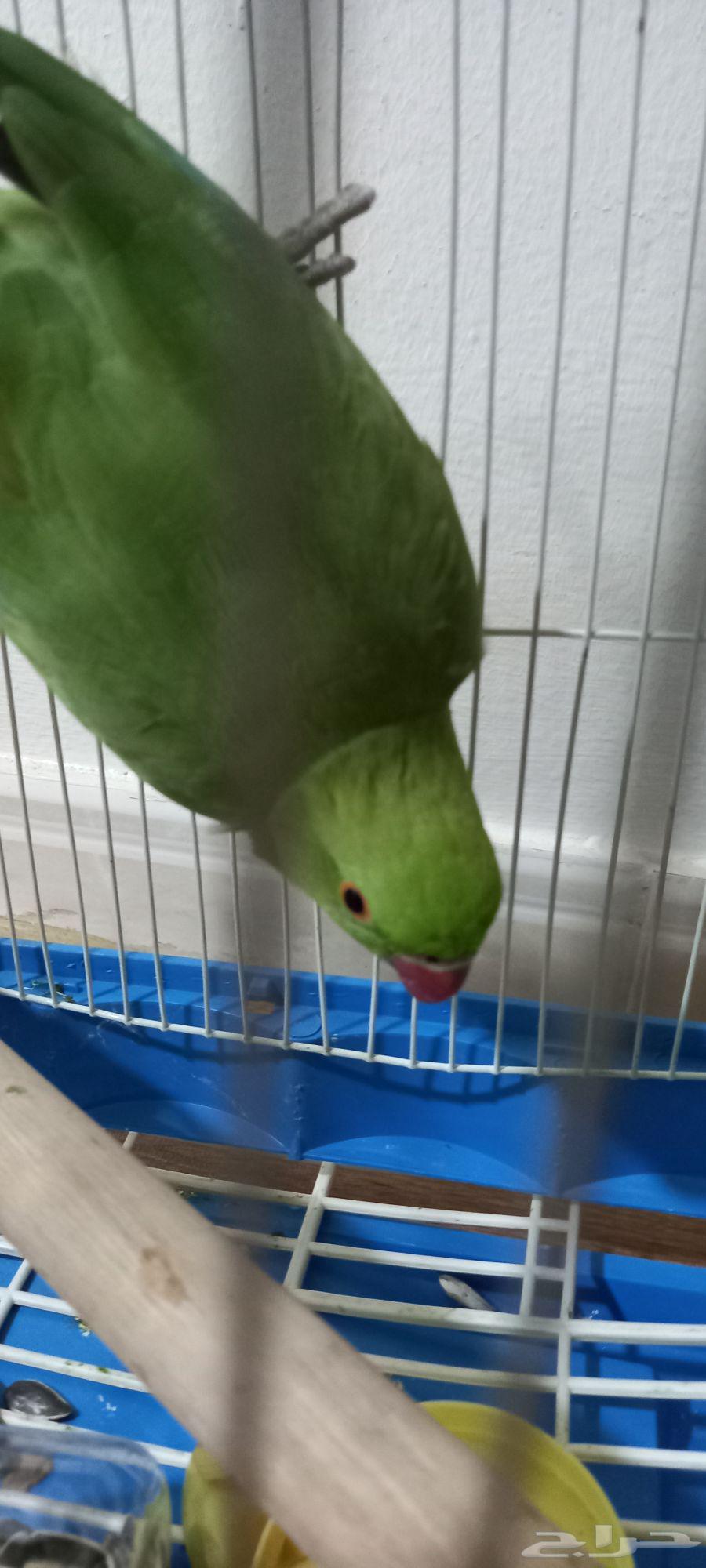 للبيع درة هندي64381356752643110