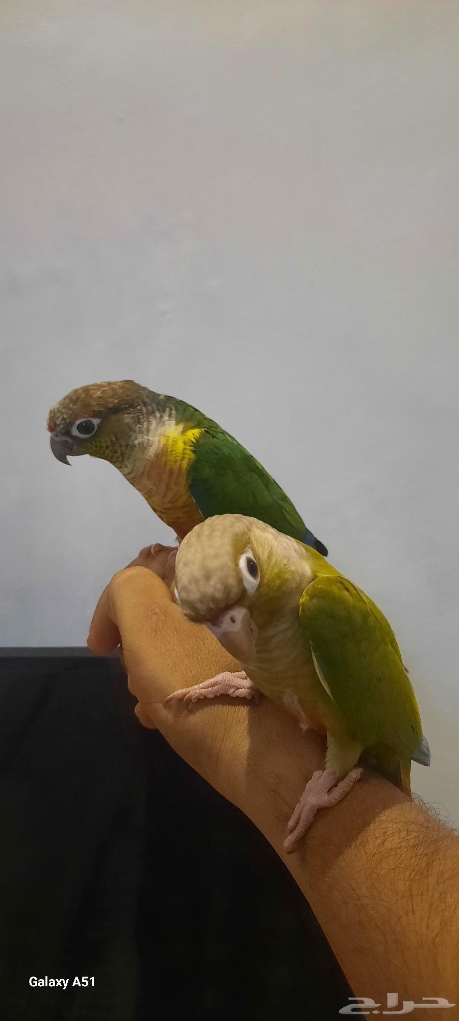 ببغاء كانيور64391756582786111