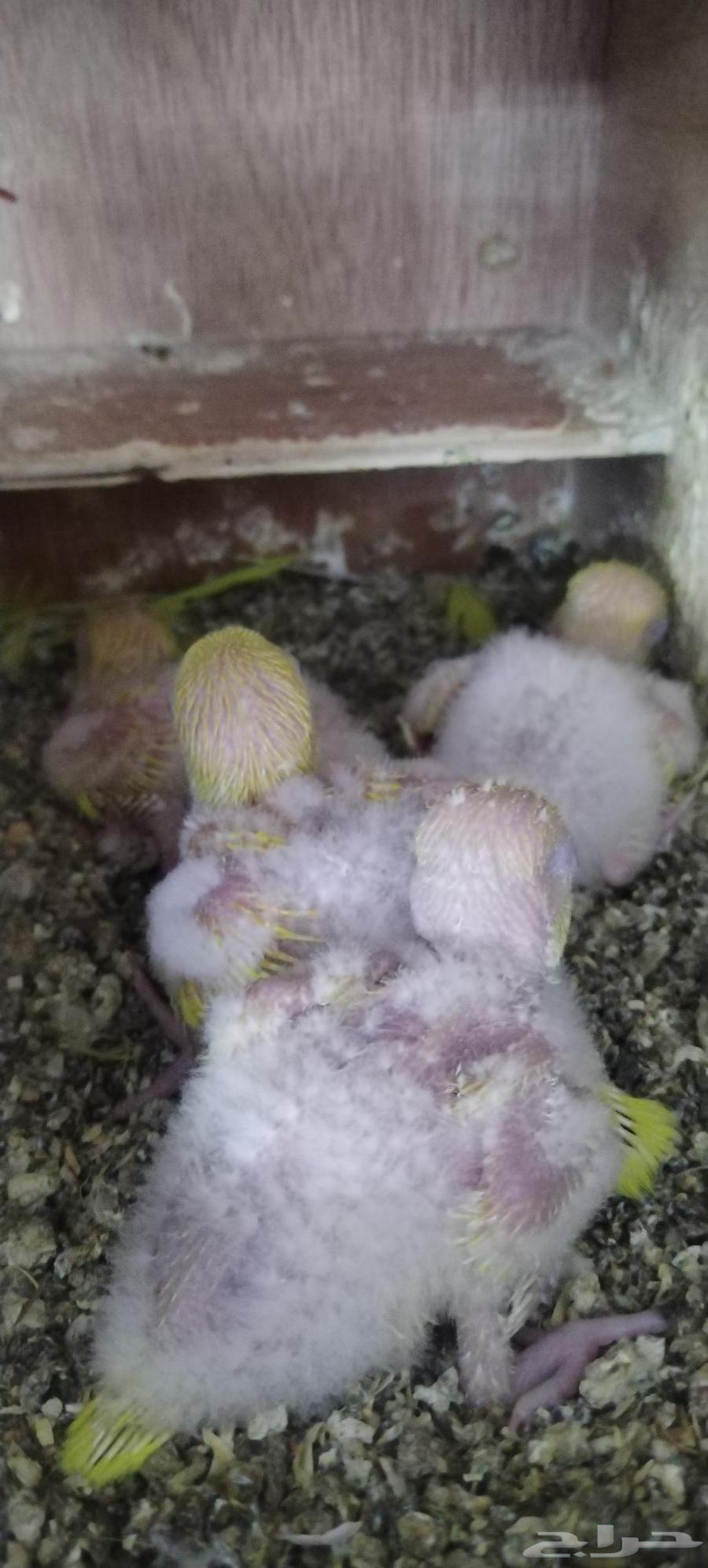 للبيع فروخ كويكر لاتينو64388784710146110