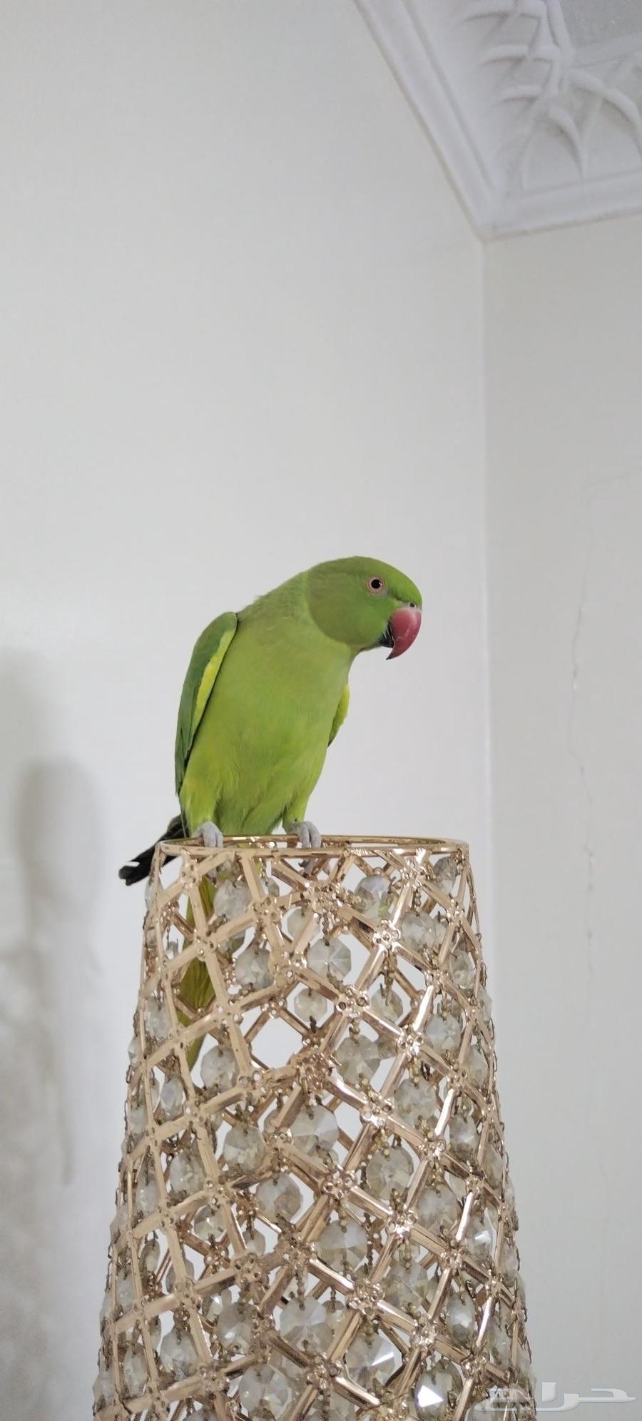 للبيع طيور الدرة الهندي  الروز حالة ممتازة أليف يقف على اليد64383691147393114