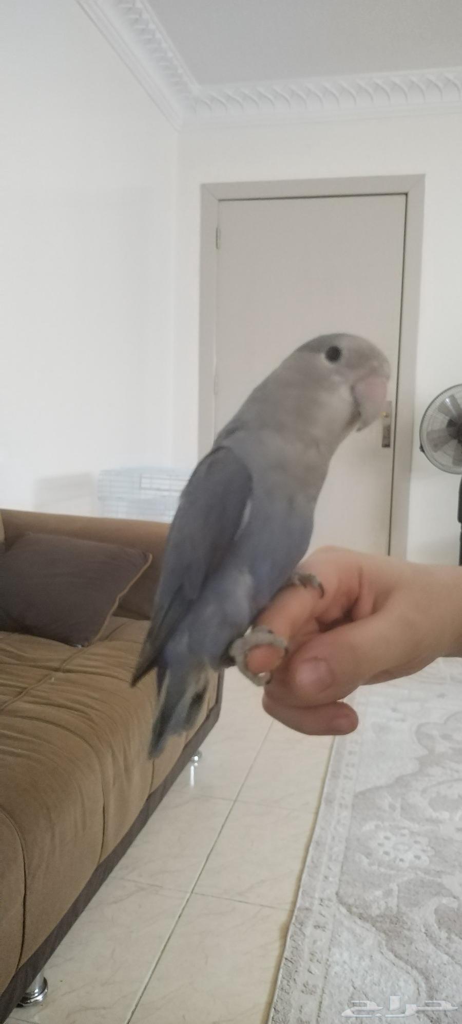 للبيع طيور الدرة الهندي  الروز حالة ممتازة أليف يقف على اليد64383691147393110