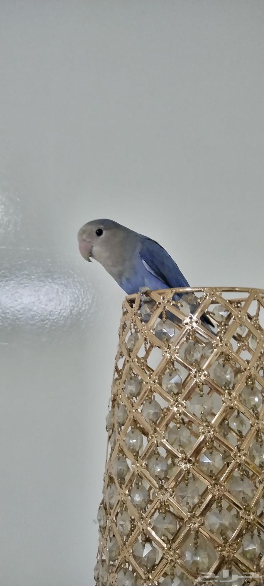 للبيع طيور الدرة الهندي  الروز حالة ممتازة أليف يقف على اليد64383691147393113