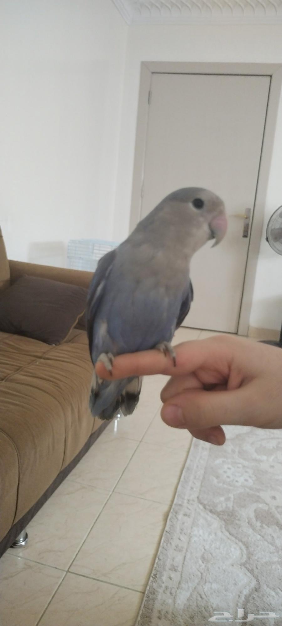 للبيع طيور الدرة الهندي  الروز حالة ممتازة أليف يقف على اليد64383691147393111