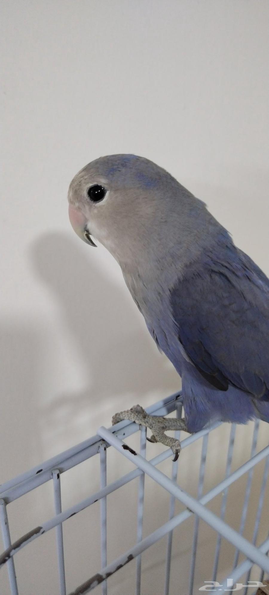 للبيع طيور الدرة الهندي  الروز حالة ممتازة أليف يقف على اليد64383691147393112