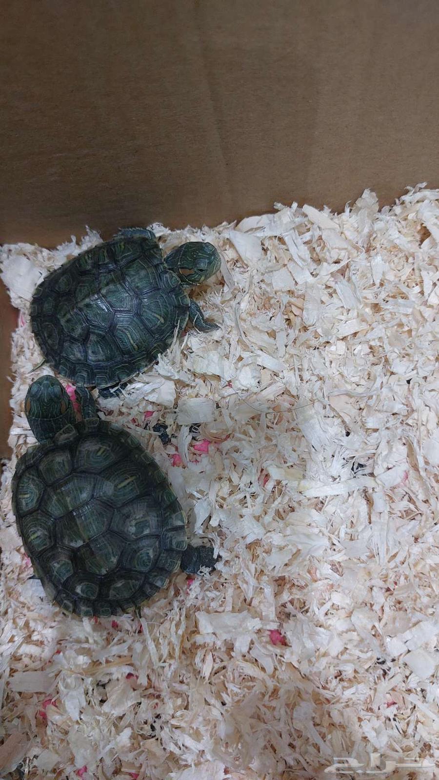 سلاحف للبيع64382997726979110