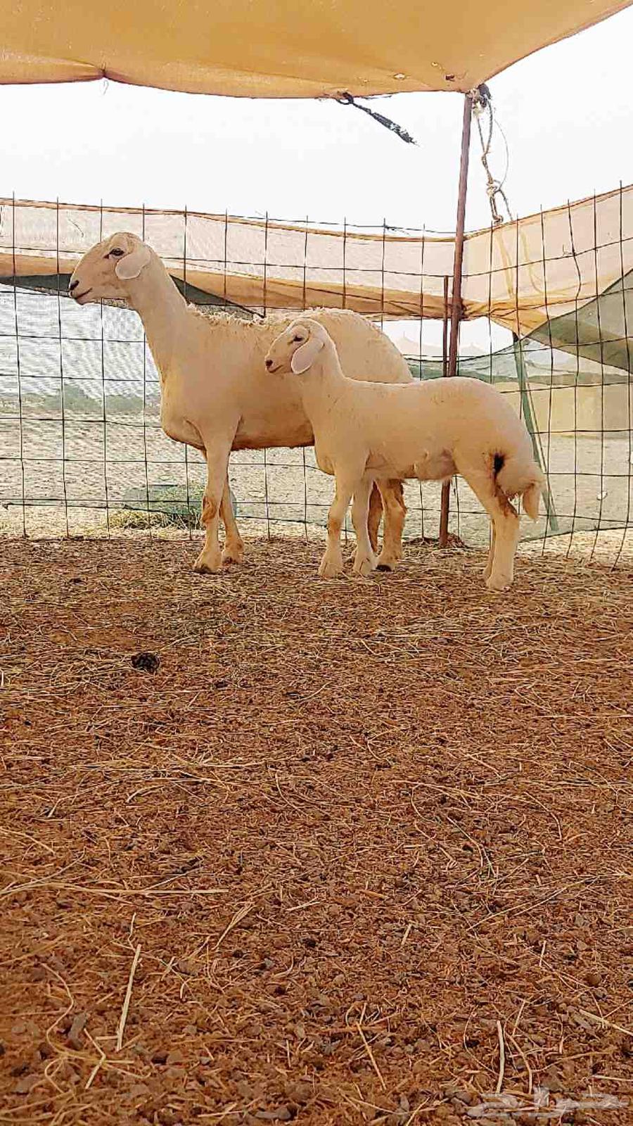 شاه صنف تحتها رخال64377049026177114